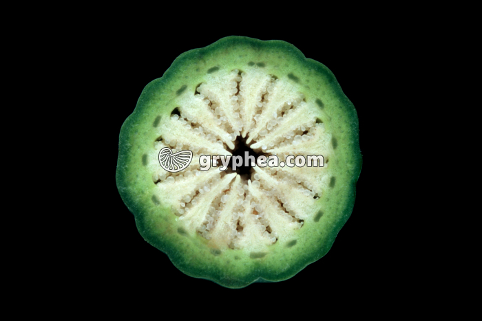 Pavot (Papaver somniferum) - Fruit jeune en CT  - gryphea.com